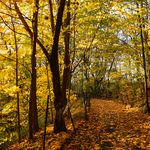 fall foliage in Prospect Park